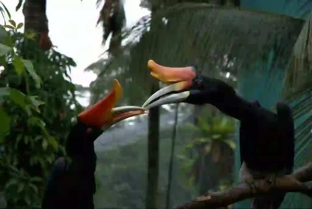 Rhinoceros Hornbill