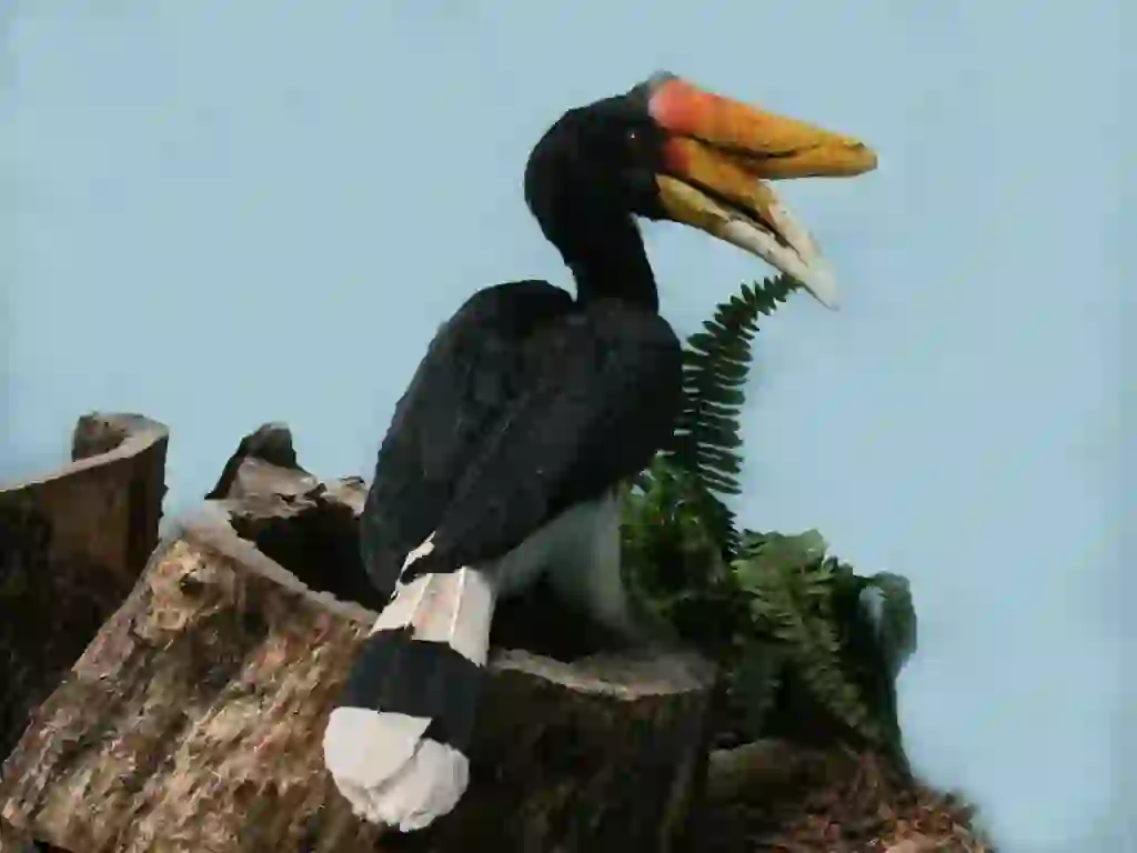 Rhinoceros Hornbill