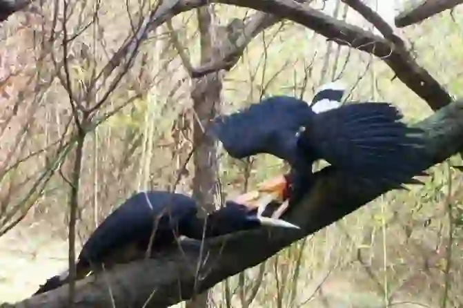 Rhinoceros Hornbill