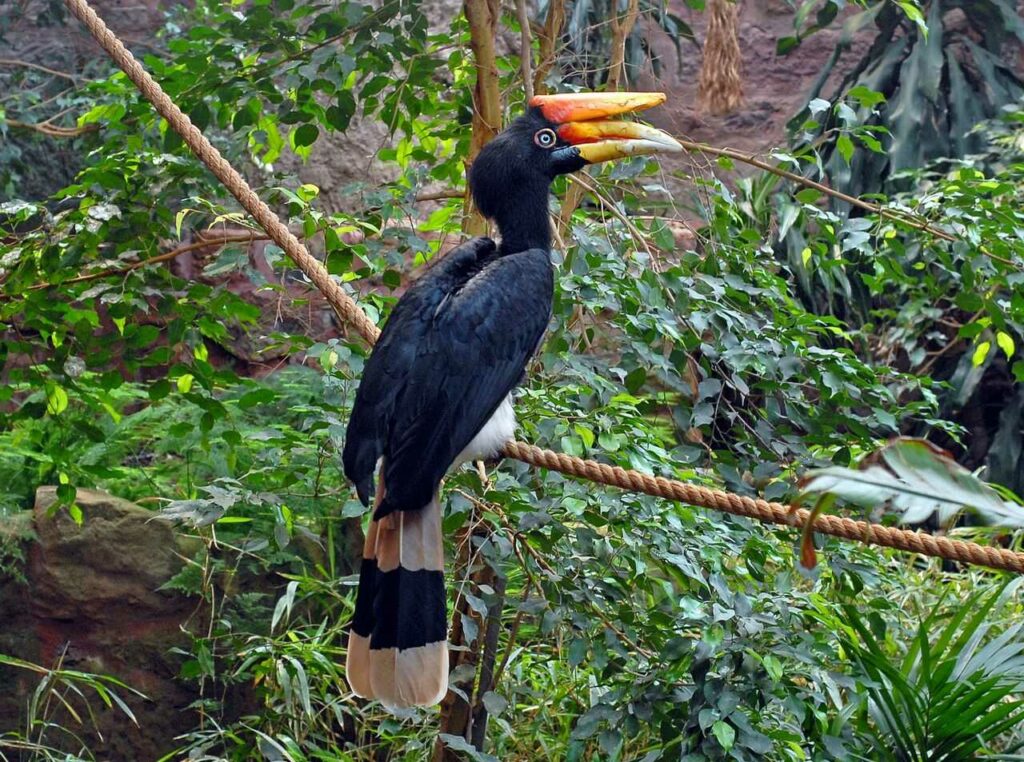 Rhinoceros Hornbill