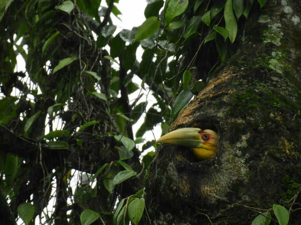 Rhinoceros Hornbill