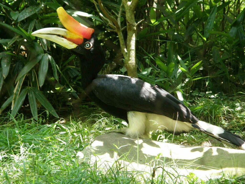 Rhinoceros Hornbill