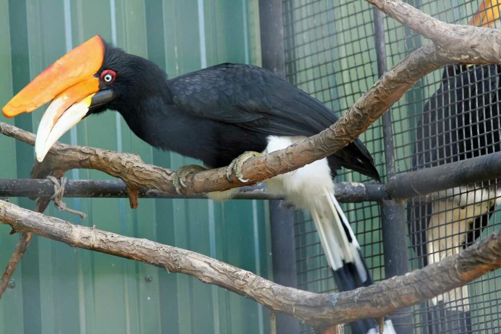 Rhinoceros Hornbill