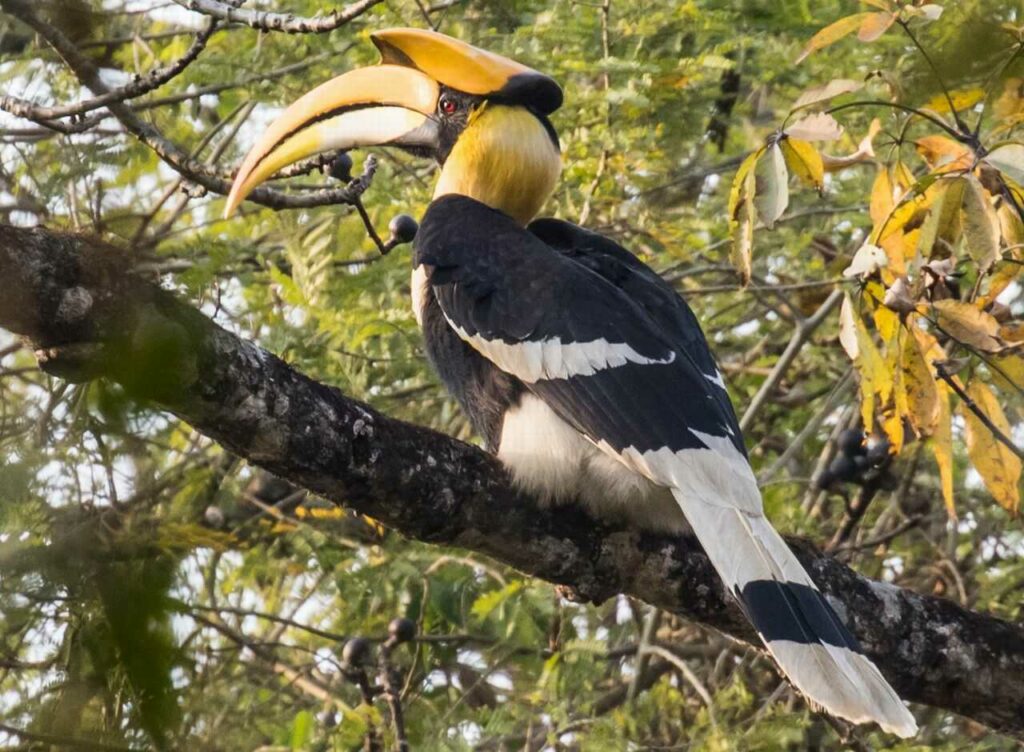 Rhinoceros Hornbill