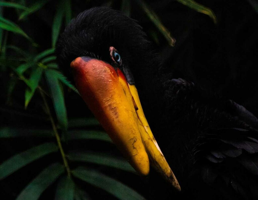 Rhinoceros Hornbill