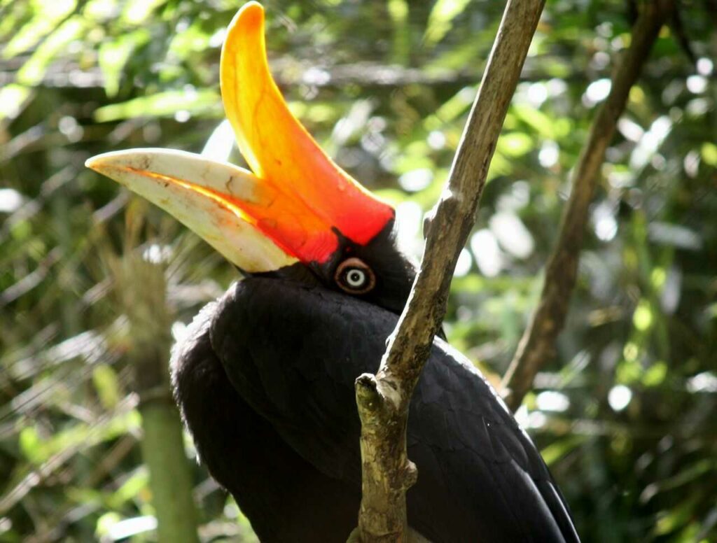 Rhinoceros Hornbill