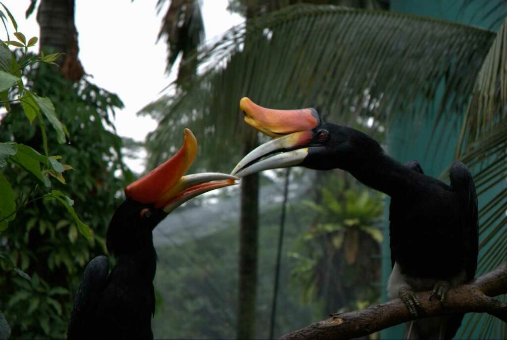 Rhinoceros Hornbill