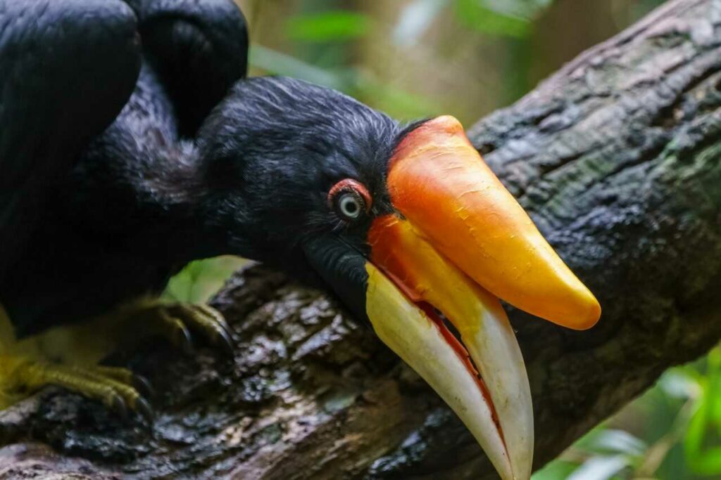 Rhinoceros Hornbill