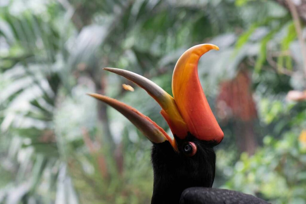 Rhinoceros Hornbill