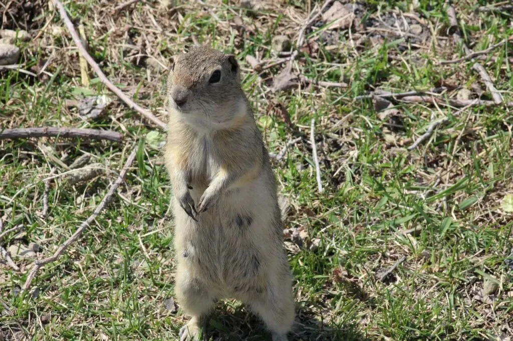 Richardson's Ground Squirrel