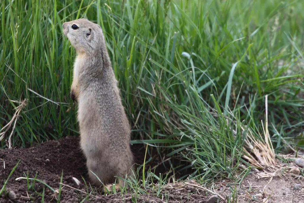 Richardson's Ground Squirrel