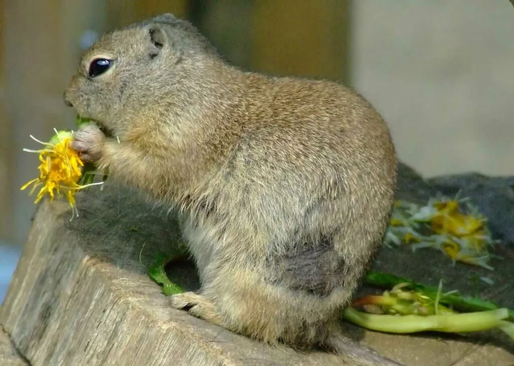 Richardson's Ground Squirrel