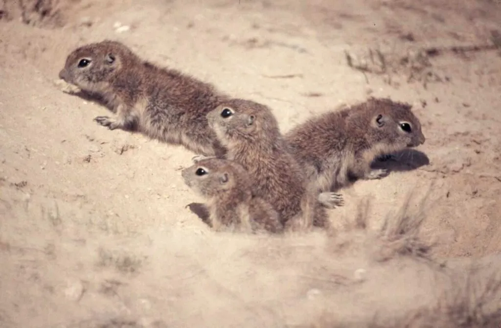 Richardson's Ground Squirrel