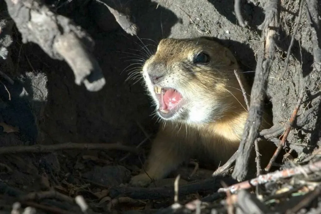 Richardson's Ground Squirrel