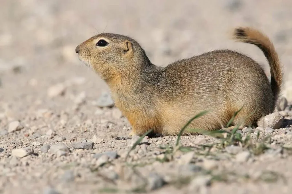 Richardson's Ground Squirrel