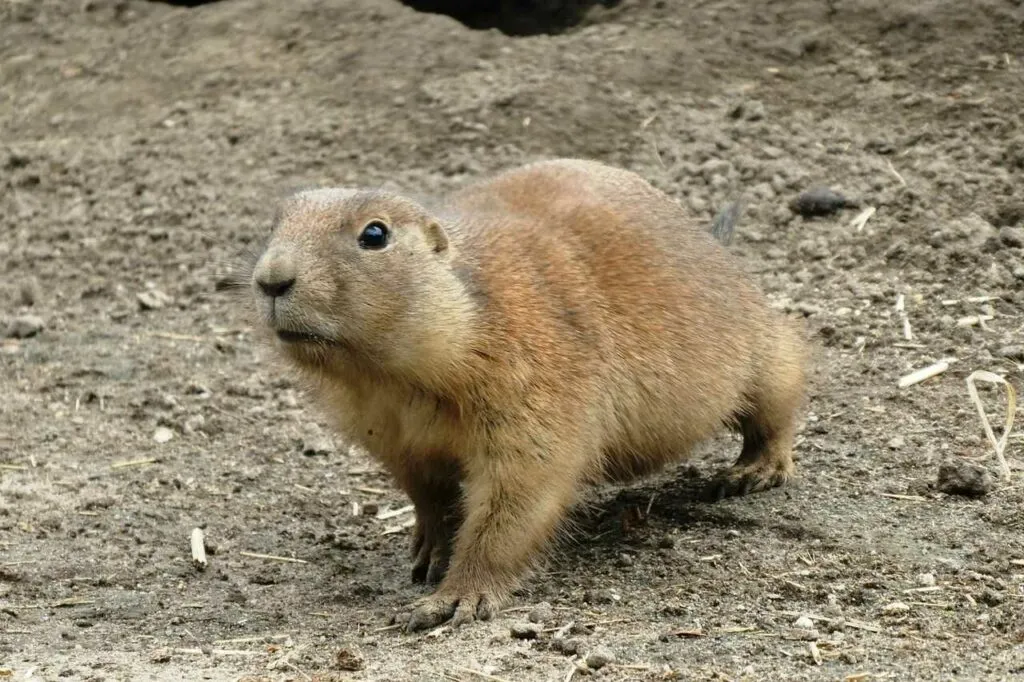 Richardson's Ground Squirrel