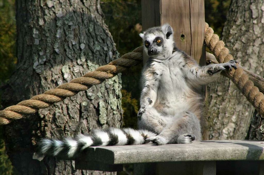 Ring-tailed Lemur