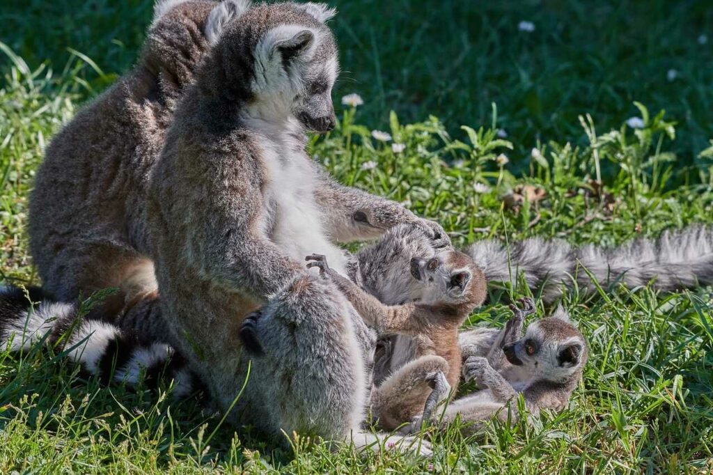 Ring-tailed Lemur