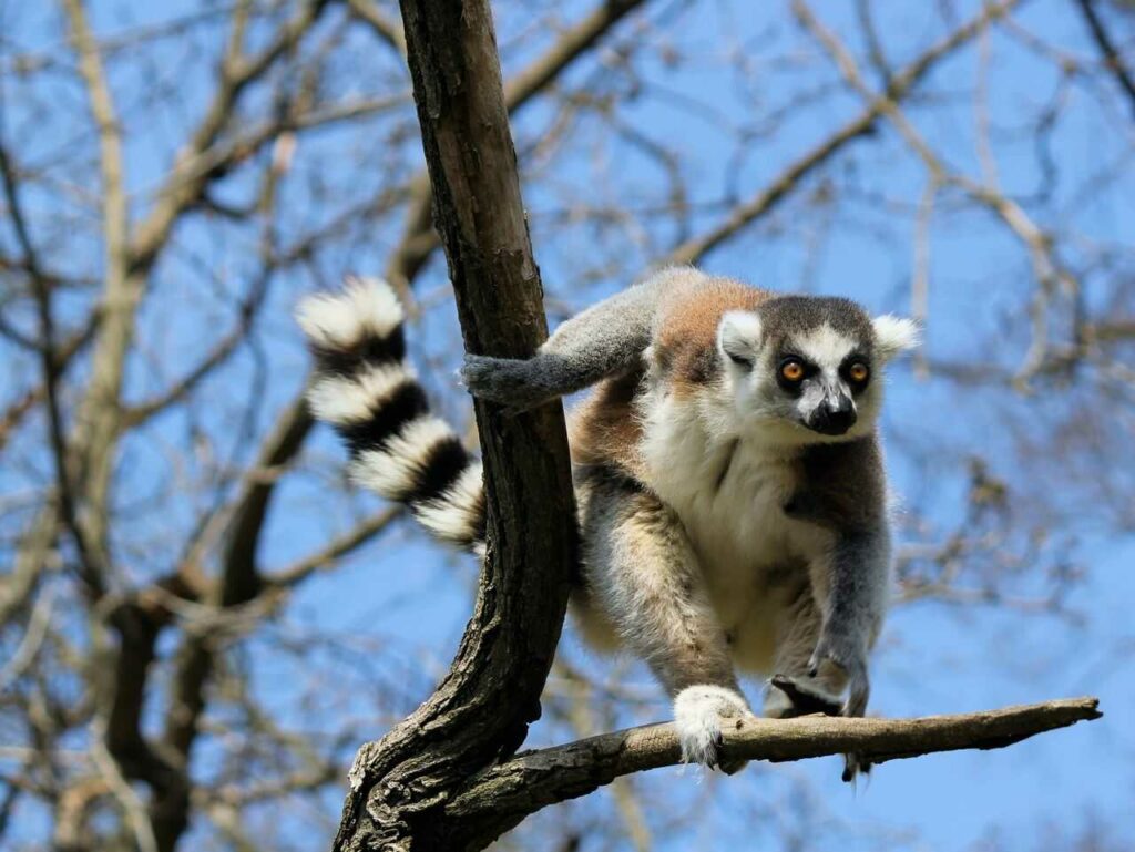 Ring-tailed Lemur