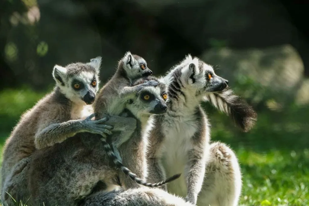 Ring-tailed Lemur