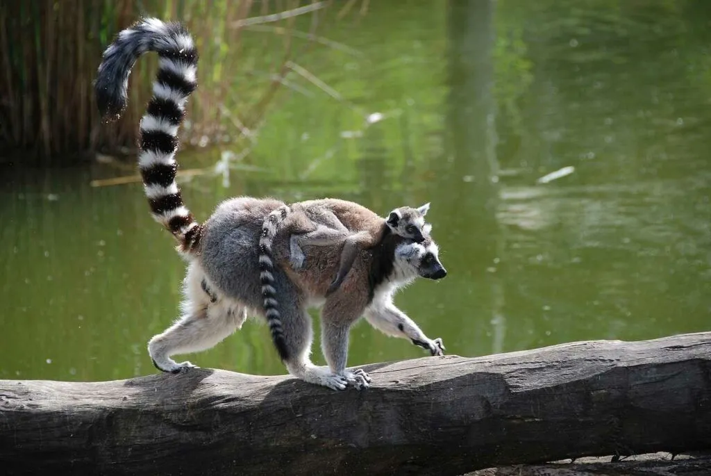 Ring-tailed Lemur