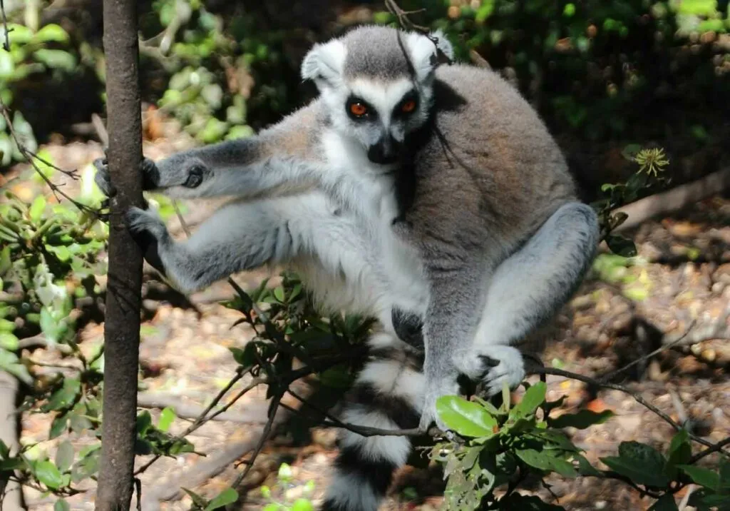 Ring-tailed Lemur