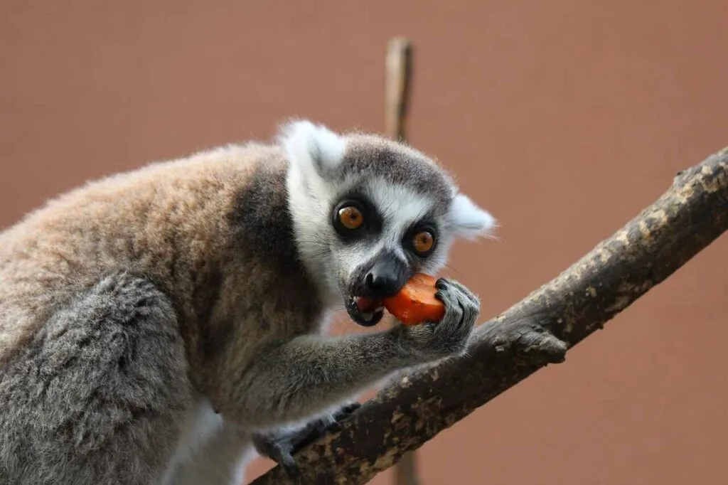 Ring-tailed Lemur