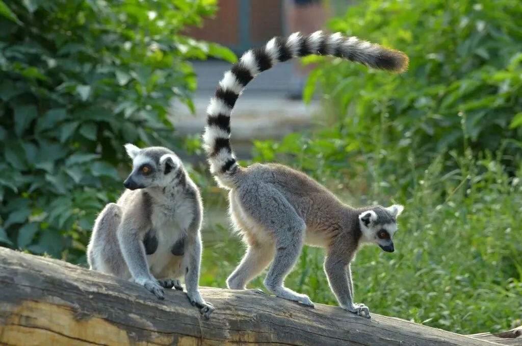 Ring-tailed Lemur