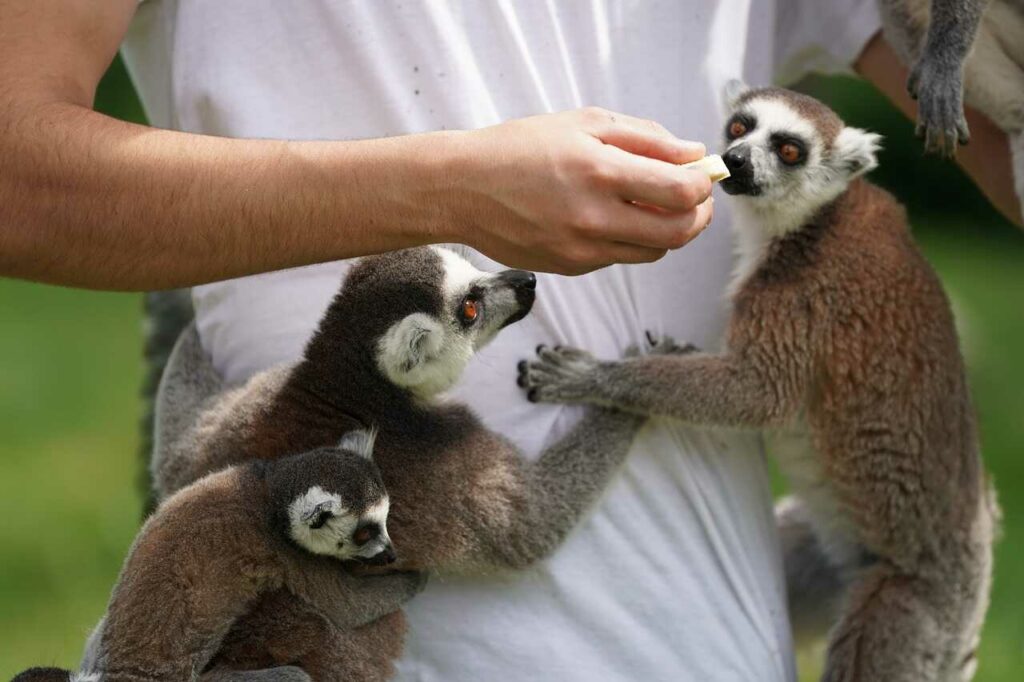 Ring-tailed Lemur