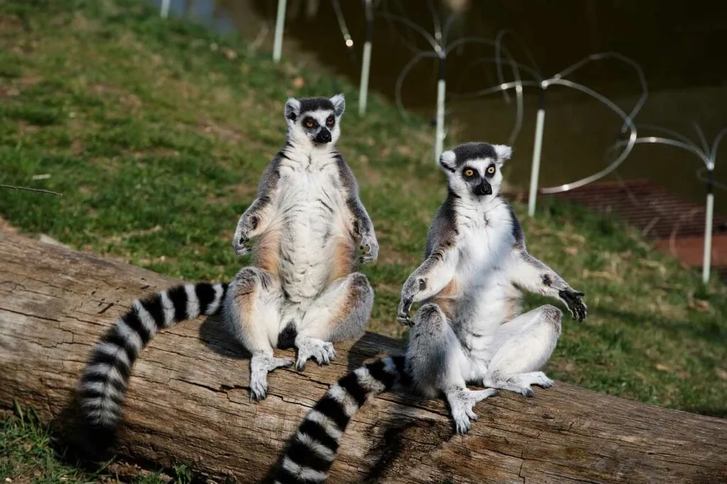 Ring-tailed Lemur