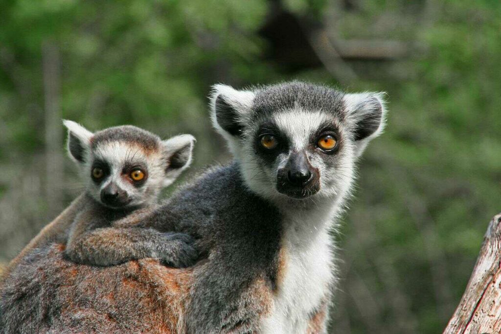 Ring-tailed Lemur