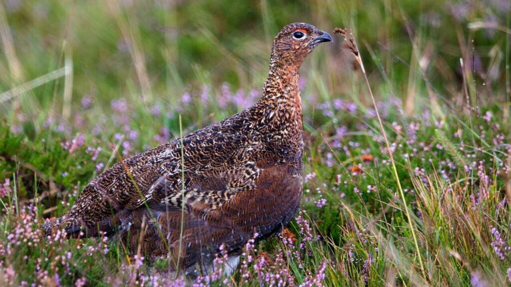 Rock Ptarmigan