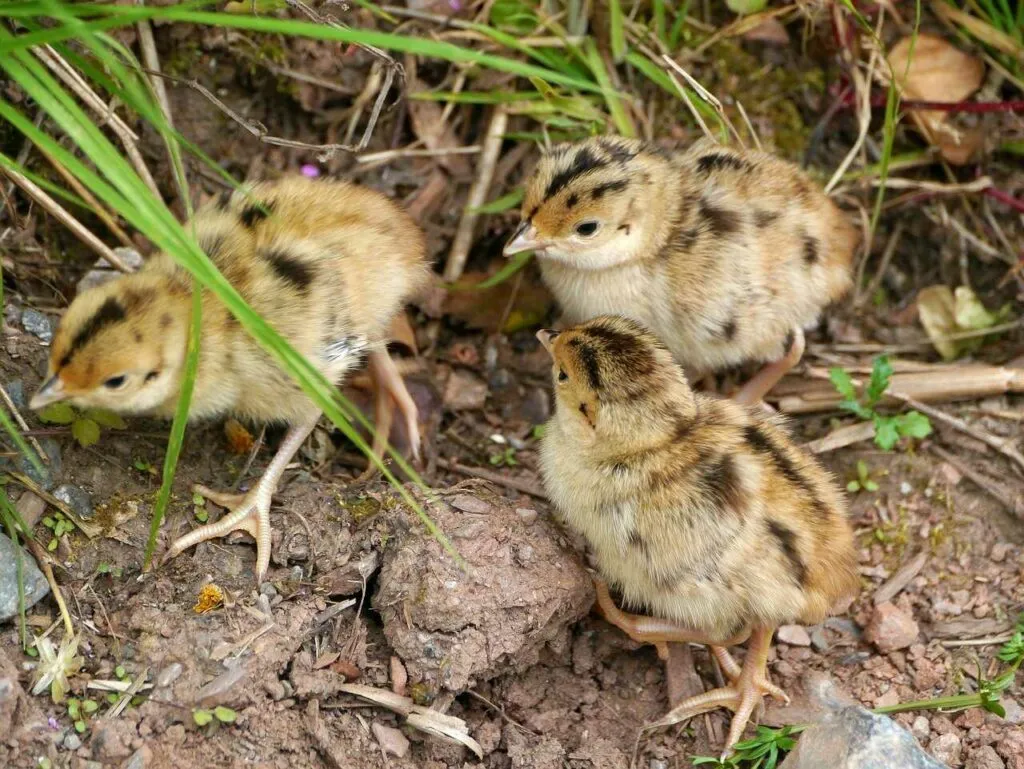 ライチョウ