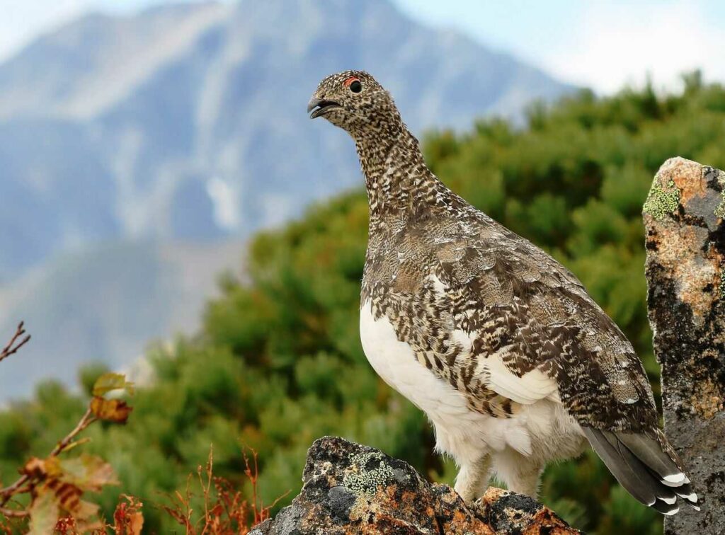 Rock Ptarmigan