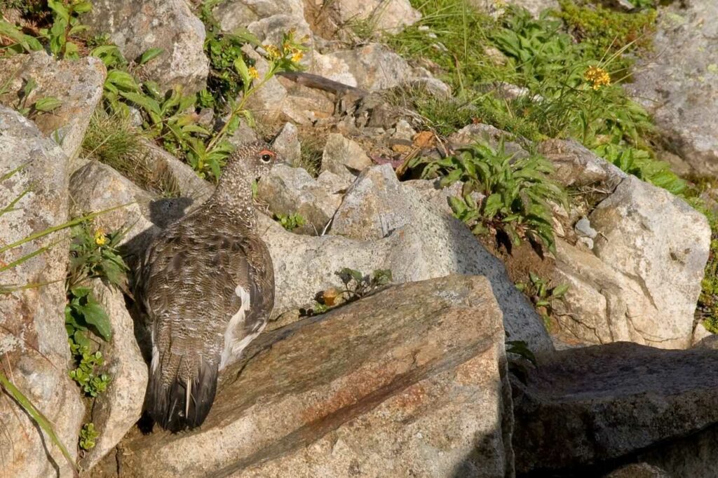 Rock Ptarmigan