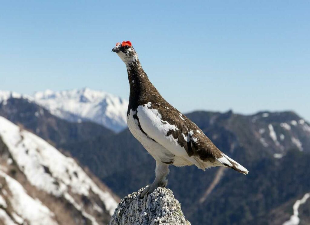 Rock Ptarmigan