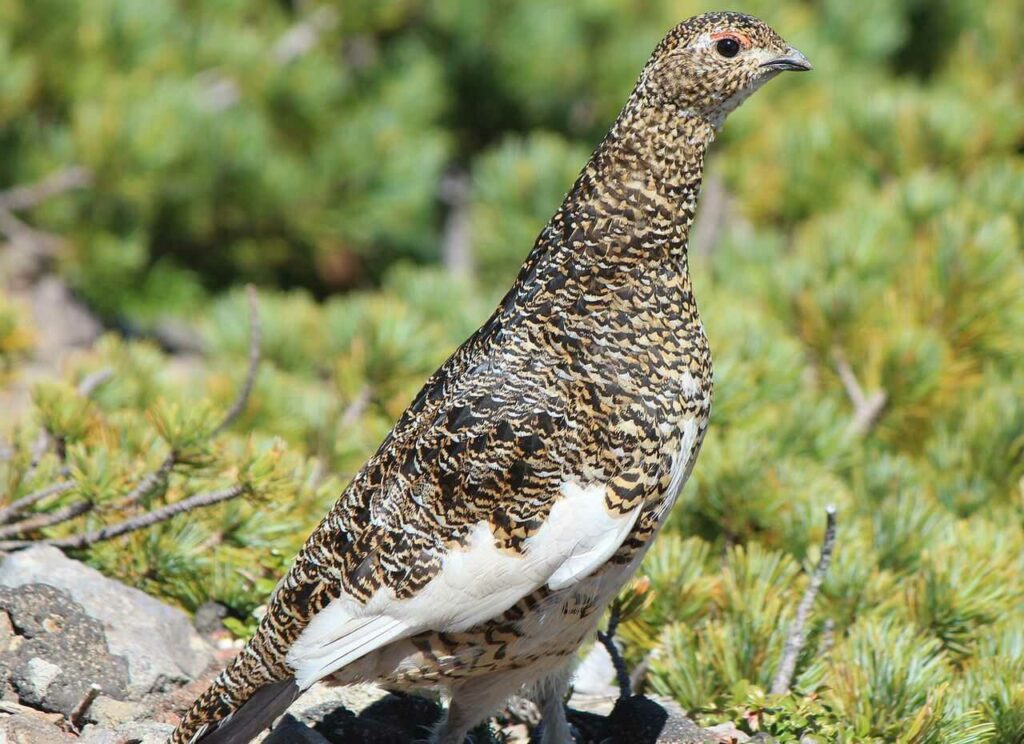 Rock Ptarmigan