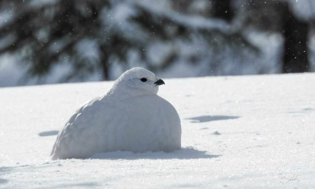 Rock Ptarmigan