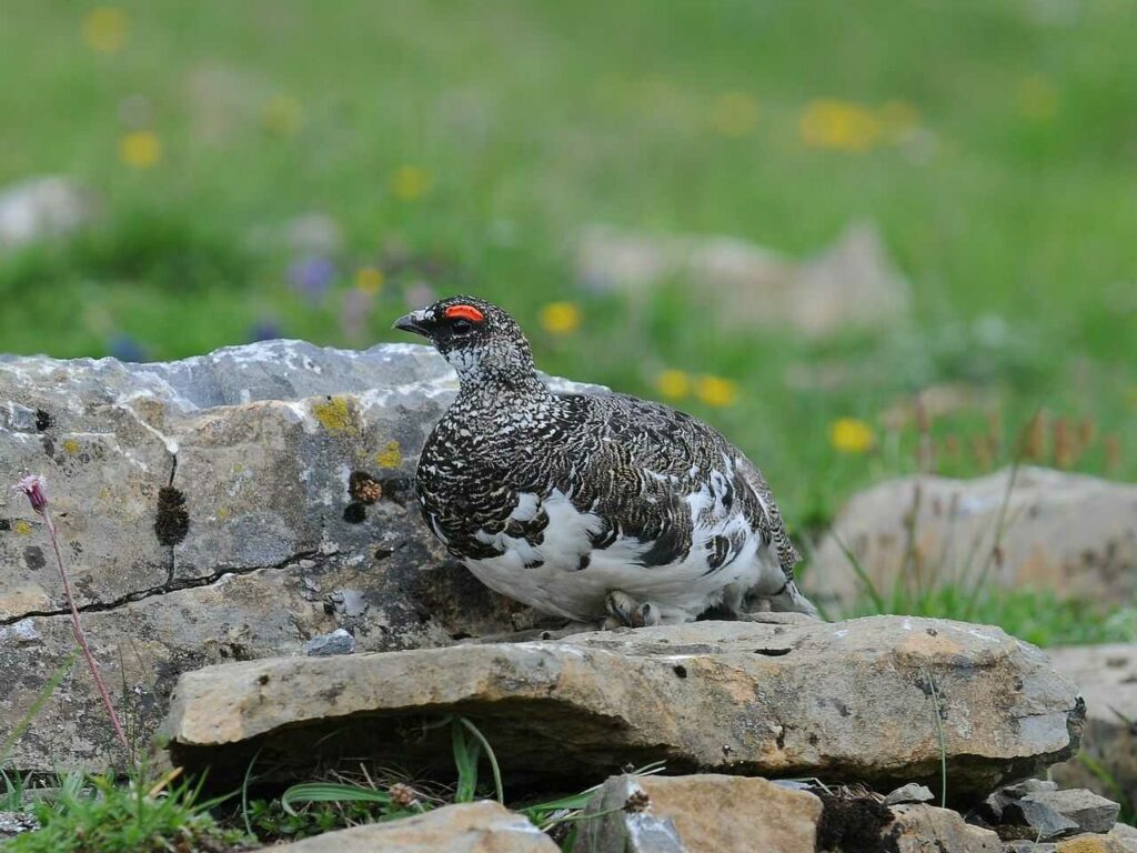 Rock Ptarmigan