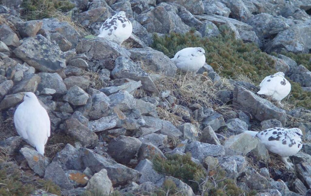 Rock Ptarmigan