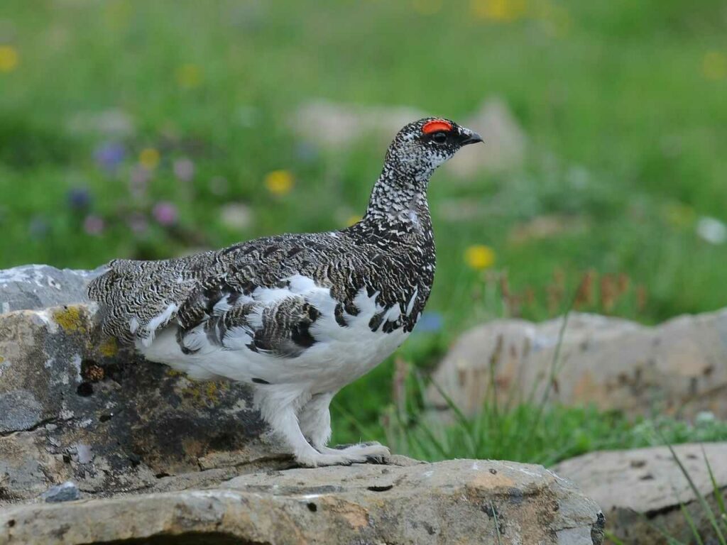 Rock Ptarmigan