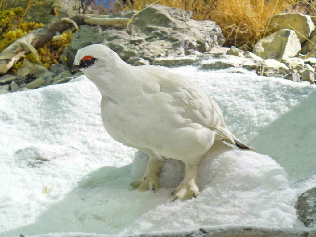 Rock Ptarmigan