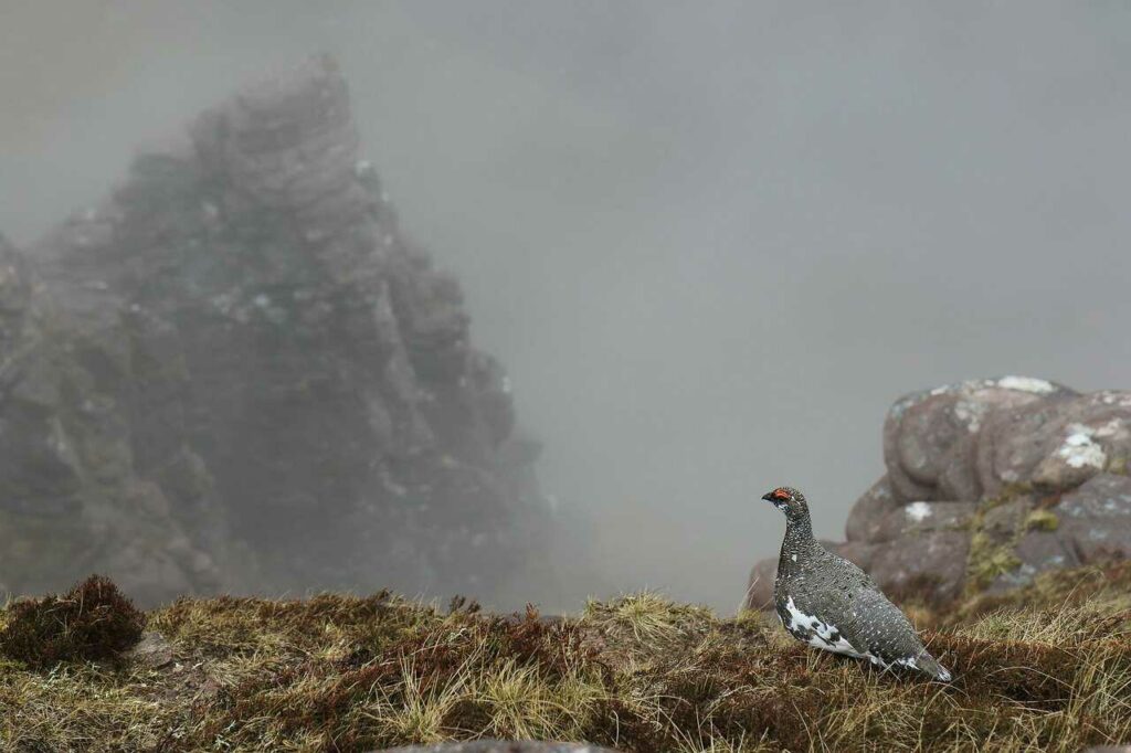 Rock Ptarmigan