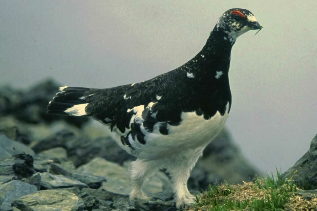 Rock Ptarmigan