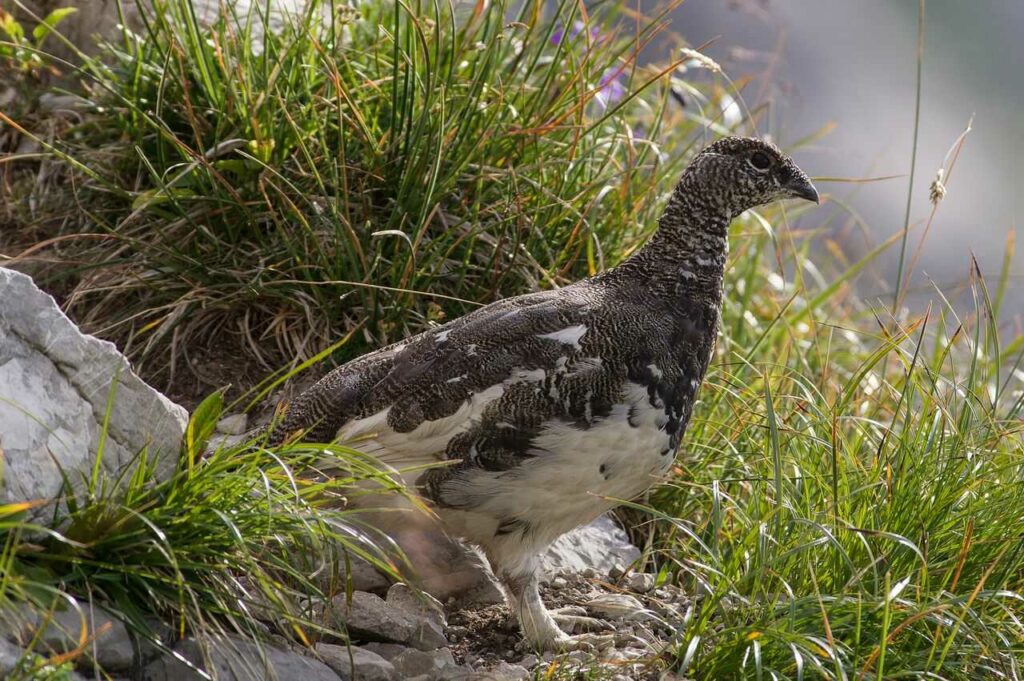 Rock Ptarmigan