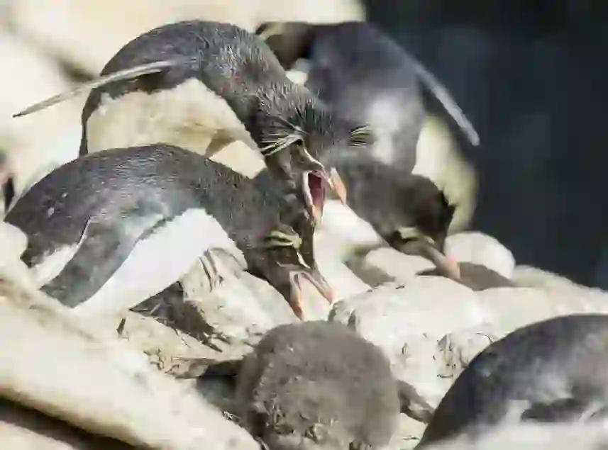 イワトビペンギン