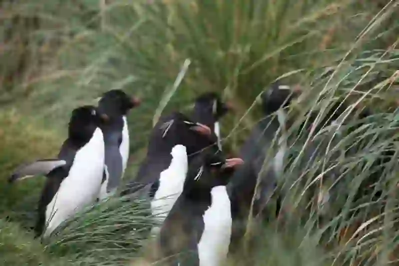 Rockhopper Penguin