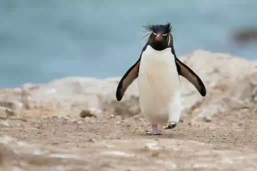 イワトビペンギン