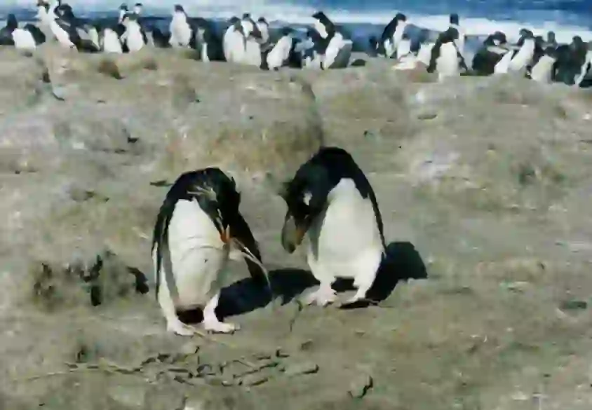 イワトビペンギン