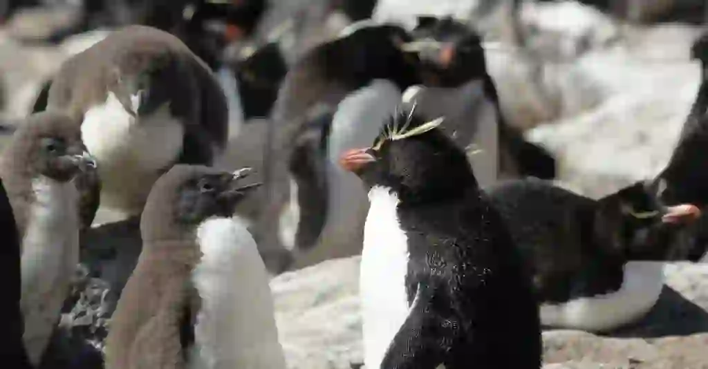 Rockhopper Penguin